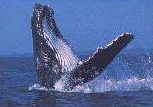 Humpback giving a finslap