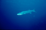 Barracuda
