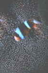 Clownfish