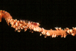 Whip Coral Goby