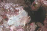 Leaf Scorpionfish (Yellow)