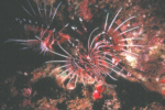 Lionfish Discussion