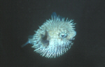 Porcupine Puffer