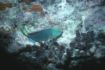 Redlipped Parrotfish