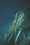Trumpetfish