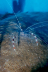 Banded Shrimp