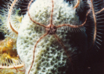 Brittlestar