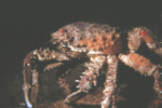 Dungeness Crab