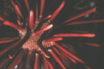 Red Pencil Urchin