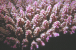 Pink Finger Coral