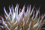 Pink Tipped Anemone