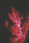 Red Soft Coral