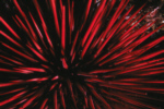 Red Sea Urchin
