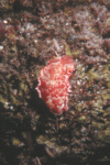 Spanish Dancer Nudibranch