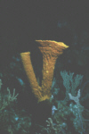 Tube Sponge