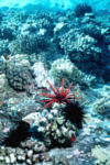 Sea Urchin Landscape