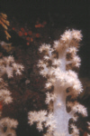 White Soft Coral