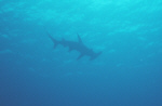 Hammerhead
