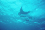 Manta Ray