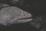 Snowflake Eel