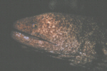 Spotted Eel