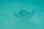Stingray