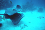 Stingrays