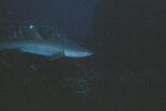 Whitetipped Reef Shark