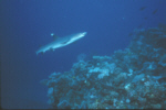 Whitetipped Reef Shark