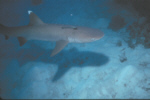 Whitetipped Reef Shark