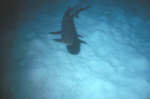Whitetipped Reef Shark