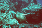 Green Sea Turtle