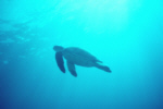 green_turtle_swimming_sm.jpg - 6270 Bytes