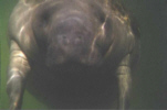 Manatee