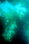 CA Kelp Forest