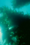 CA Kelp forest