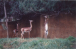 Gazelles