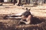 Kangaroo