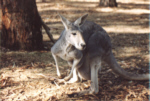 Kangaroo