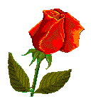 redrose11.gif - 4525 Bytes